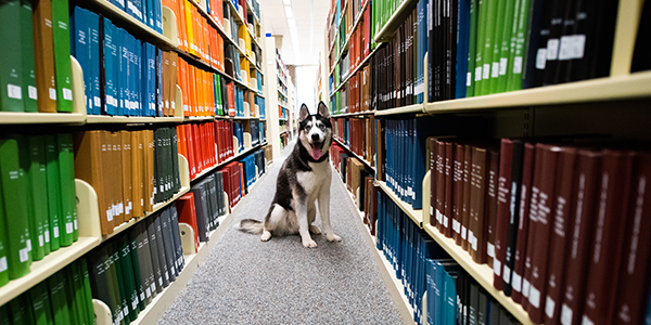 NIU's mascot Mission at the library